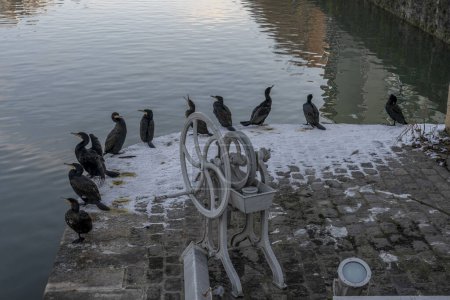 Téléchargez les photos : Grands cormorans de couleur noire sur le Bassin de la Villette sous la neige - en image libre de droit