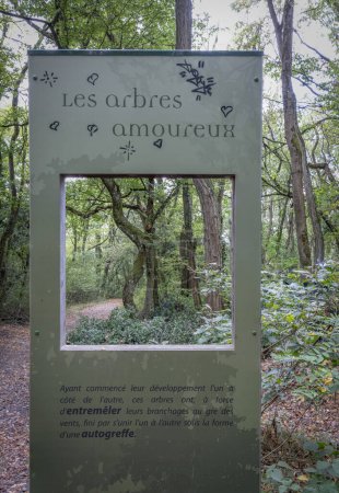 Dardilly, France - 08 05 2023 : Vue de deux arbres réunis sous la forme d'une autogreffe