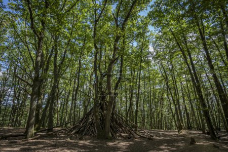 Blick auf ein Tipi aus Holz im Wald Bois de Serre, Waldrand