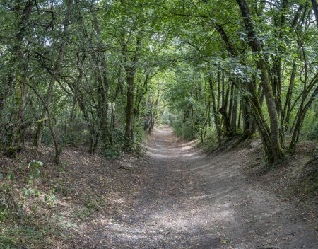 Téléchargez les photos : Vue d'un sentier dans la forêt - en image libre de droit