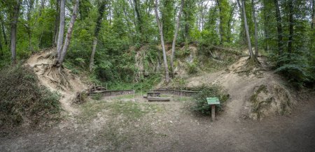 View of a green amphitheater in the forest