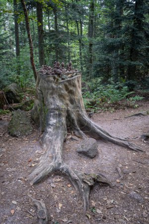 Camino de los galos. Vista de un tocón de madera con cairns en él