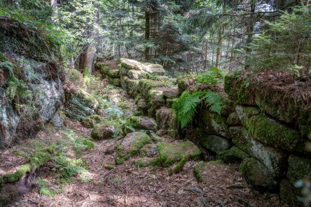 Camino de los galos. Vista de la pared de piedra pagana, escaleras y árboles