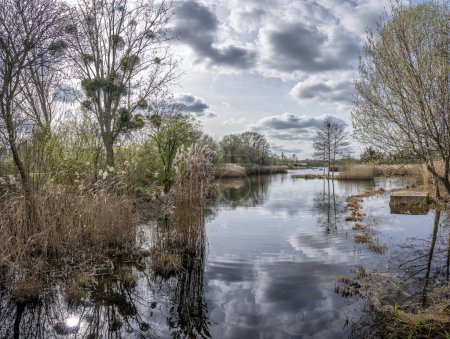 Nature in bloom in spring season. Reflection of trees, reeds and cloudy sky on the artificial pond