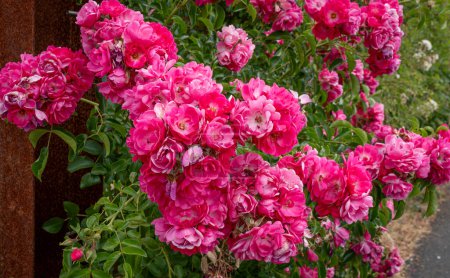 Téléchargez les photos : Vue détaillée des roses de la roseraie le long de la piste cyclable - en image libre de droit