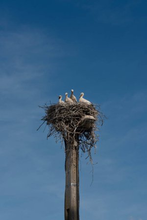 Vista de cigüeñas posadas en su nido sobre un poste de luz