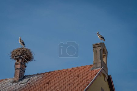 Blick auf Störche auf einem Nest und einem Schornstein auf dem Rathausdach