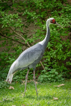 The menagerie, the zoo of the plant garden. View of a white-necked crane