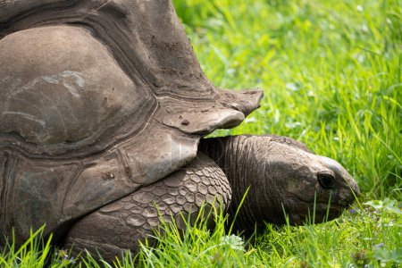 La ménagerie, le zoo du jardin des plantes. Vue d'une tortue terrestre seychelloise