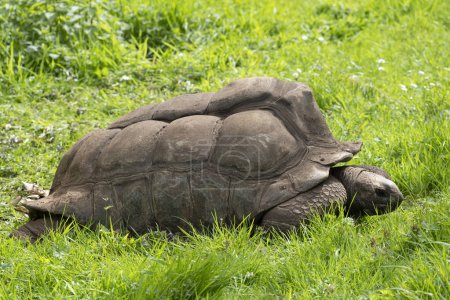 La ménagerie, le zoo du jardin des plantes. Vue d'une tortue terrestre seychelloise