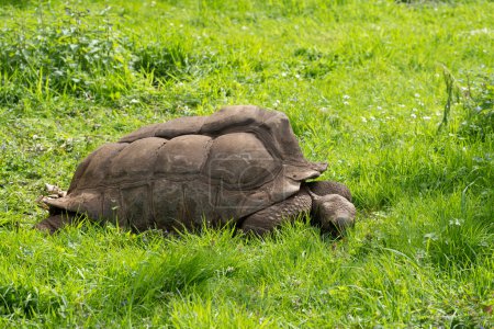 Die Menagerie, der Zoo des Pflanzengartens. Blick auf eine Landschildkröte der Seychellen