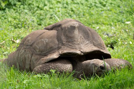 Die Menagerie, der Zoo des Pflanzengartens. Blick auf eine Landschildkröte der Seychellen