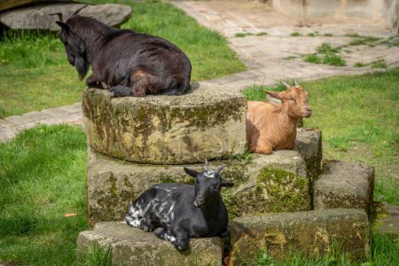 Die Menagerie, der Zoo des Pflanzengartens. Blick auf drei senegalesische Ziegen, die auf Felsen sitzen