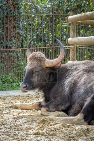 La casa de campo, el zoológico del jardín de plantas. Vista de un gaur descansando el mayor bovid salvaje