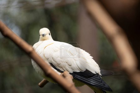 The menagerie, the zoo of the plant garden. View of a white carpophagus in the large aviary