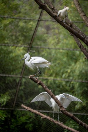 The menagerie, the zoo of the plant garden. View of two white Egrets and one white carpophagus in the large aviary