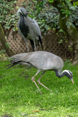 The menagerie, the zoo of the plant garden. View of a couple of Demoiselle cranes in the large aviary