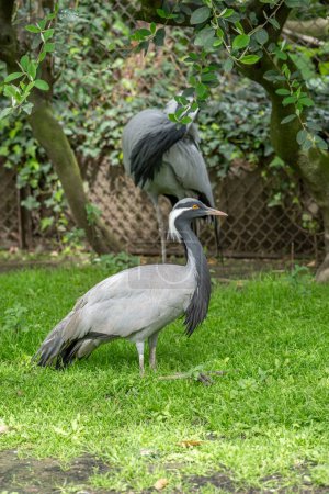 The menagerie, the zoo of the plant garden. View of a couple of Demoiselle cranes in the large aviary