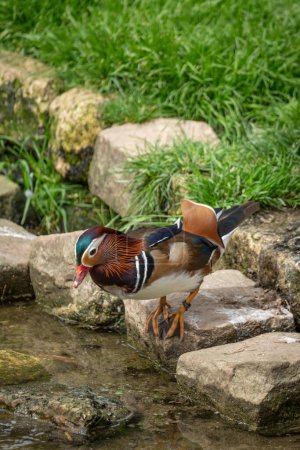 The menagerie, the zoo of the plant garden. View of a couple of mandarin ducks in the large aviary