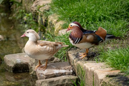 The menagerie, the zoo of the plant garden. View of a couple of mandarin ducks in the large aviary