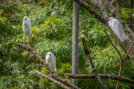 La casa de campo, el zoológico del jardín de plantas. Vista de tres garzas blancas en el gran aviario