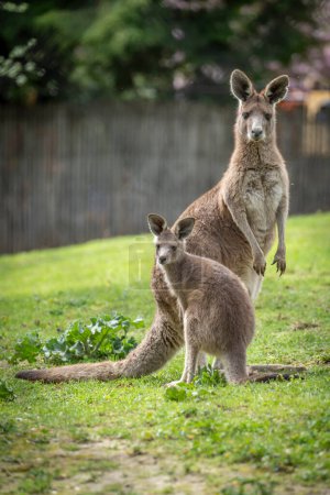 La ménagerie, le zoo du jardin des plantes. Vue d'une mère kangourou géant et c'est bébé