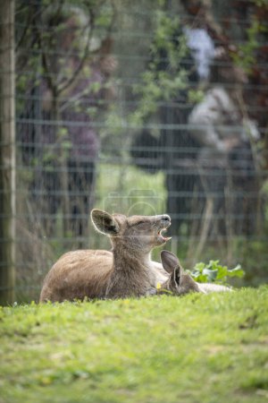 Die Menagerie, der Zoo des Pflanzengartens. Blick auf ein Mutter-Riesenkänguru und sein Baby
