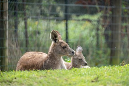 The menagerie, the zoo of the plant garden. View of a mother giant kangaroo and it's baby