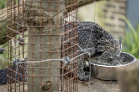 The menagerie, the zoo of the plant garden. View of a binturong living in a wooden platform