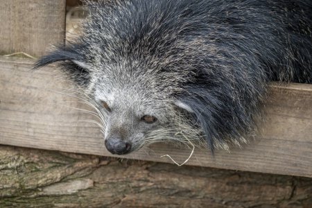 Photo for The menagerie, the zoo of the plant garden. View of a binturong living in a wooden platform - Royalty Free Image