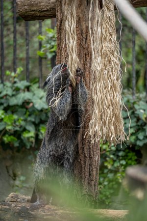 Die Menagerie, der Zoo des Pflanzengartens. Blick auf einen Binturong, der auf einer Holzplattform lebt