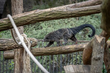 Photo for The menagerie, the zoo of the plant garden. View of a binturong living in a wooden platform - Royalty Free Image