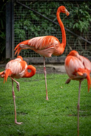 The menagerie, the zoo of the plant garden. View of a colony of red flamingos in a green grass park