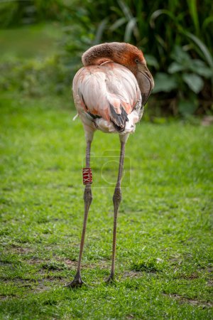 The menagerie, the zoo of the plant garden. View of a baby red flamingo in a green grass park