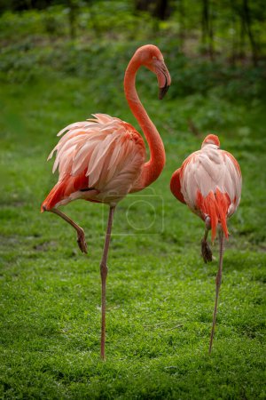 The menagerie, the zoo of the plant garden. View of a colony of red flamingos in a green grass park