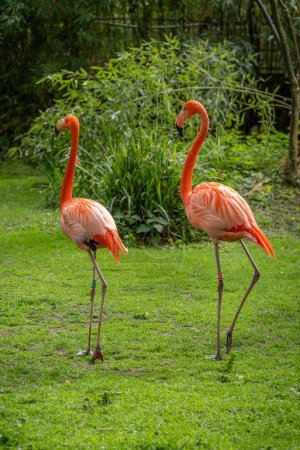 Die Menagerie, der Zoo des Pflanzengartens. Blick auf eine Kolonie roter Flamingos in einem grünen Rasenpark