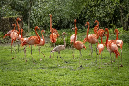 La casa de campo, el zoológico del jardín de plantas. Vista de una colonia de flamencos rojos en un parque de hierba verde
