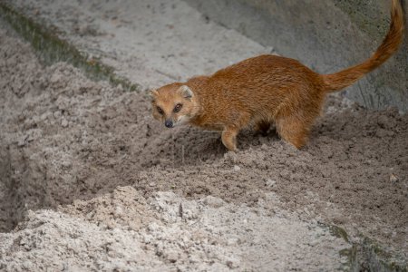 The menagerie, the zoo of the plant garden. View of a yellow mongoose in a park