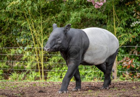 Die Menagerie, der Zoo des Pflanzengartens. Blick auf einen malaysischen Tapir in einem Park