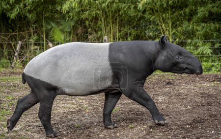 The menagerie, the zoo of the plant garden. View of a Malayan tapir  in a park