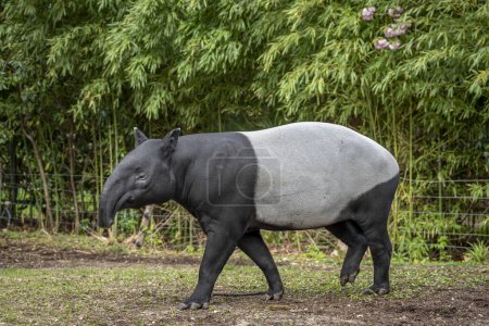 Photo for The menagerie, the zoo of the plant garden. View of a Malayan tapir  in a park - Royalty Free Image