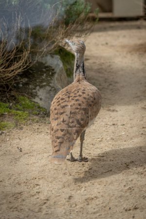 The menagerie, the zoo of the plant garden. View of a Asian houbara bustard bird