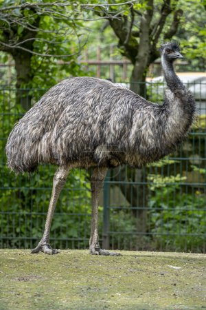 The menagerie, the zoo of the plant garden. View of an Australian emu bird in a green grass park