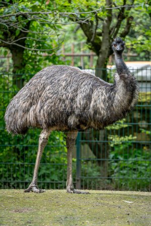 La casa de campo, el zoológico del jardín de plantas. Vista de un pájaro del emú australiano en un parque de hierba verde