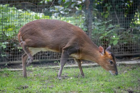 Paris, France - 04 06 2024: The menagerie, the zoo of the plant garden. View of a reeves muntjac, primitive and barking deer