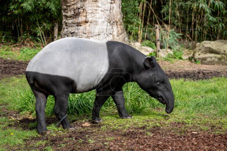 Photo for The menagerie, the zoo of the plant garden. View of a Malayan tapir  in a park - Royalty Free Image