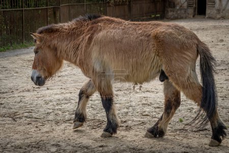 The menagerie, the zoo of the plant garden. View of a brown Przewalski's horse, wild horse