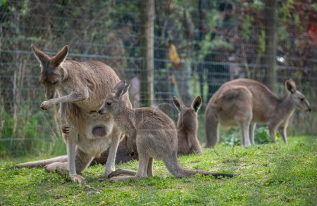 Die Menagerie, der Zoo des Pflanzengartens. Blick auf ein Mutter-Riesenkänguru und sein Baby