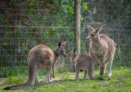 La ménagerie, le zoo du jardin des plantes. Vue d'une mère kangourou géant et c'est bébé