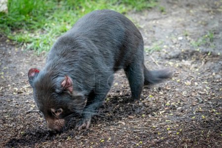 The menagerie, the zoo of the plant garden. View of a Tasmanian devil in a park